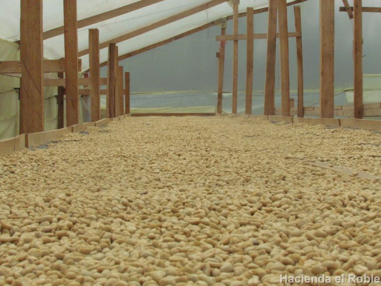 コロンビア   サンタンデール「エル ローブレ農園」200g＊