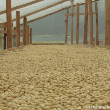 コロンビア   サンタンデール「エル ローブレ農園」200g＊